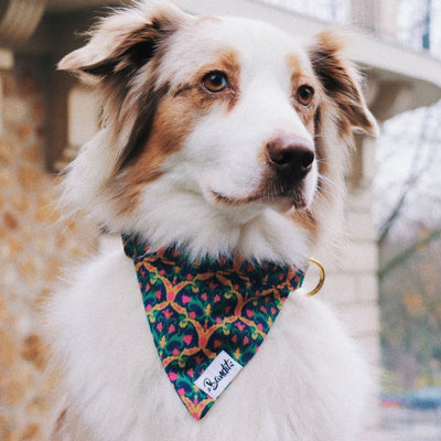 Le bandana pour chien