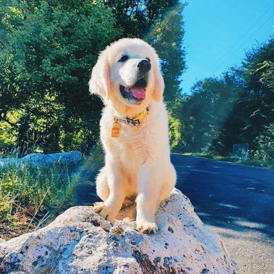 Quel Golden avez-vous adopté ?