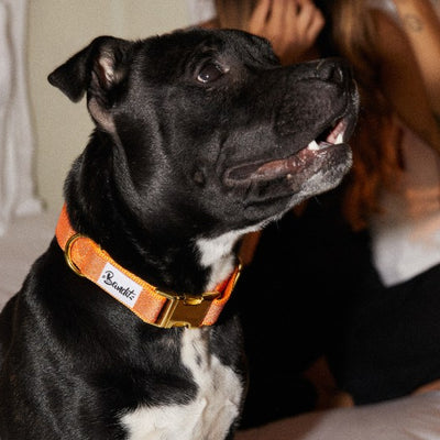 Guide Ultime des Cadeaux pour Chiens et Chats