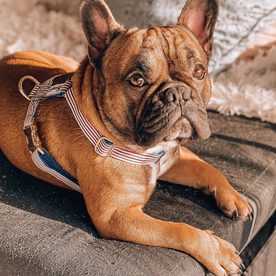 Harnais pour chien : Comment choisir le meilleur modèle pour votre animal ?