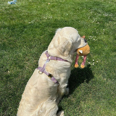 harnais pour chien