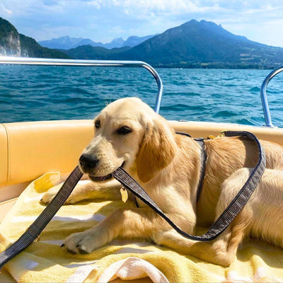 harnais pour chien