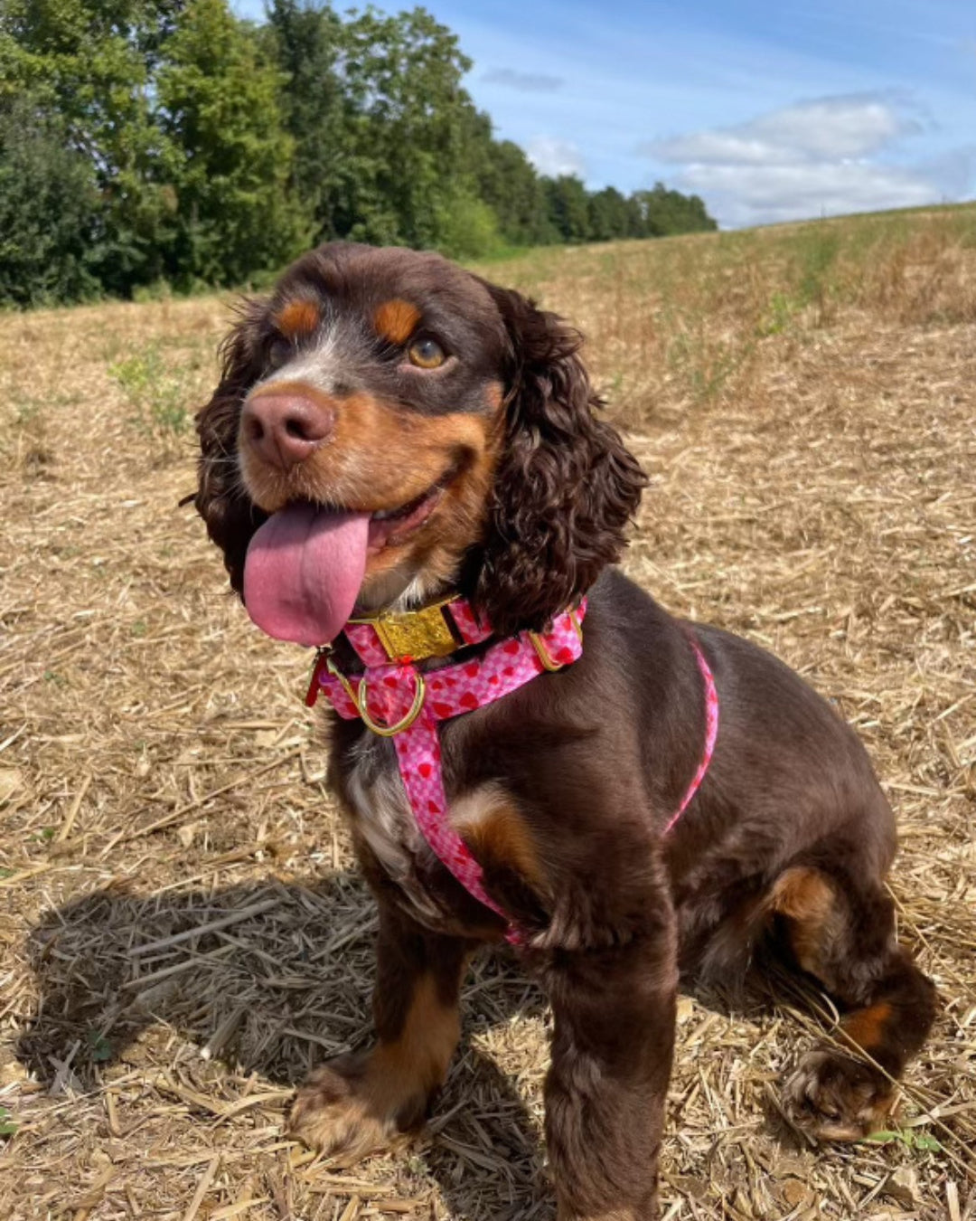 harnais pour chien