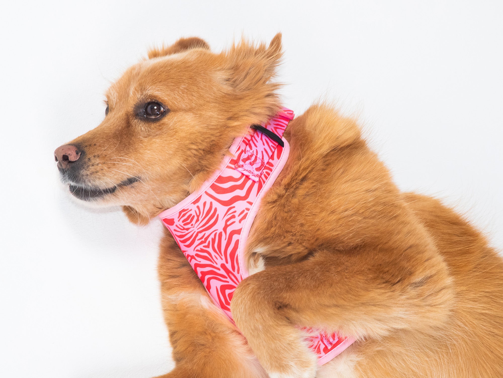 Harnais chien zebre rose