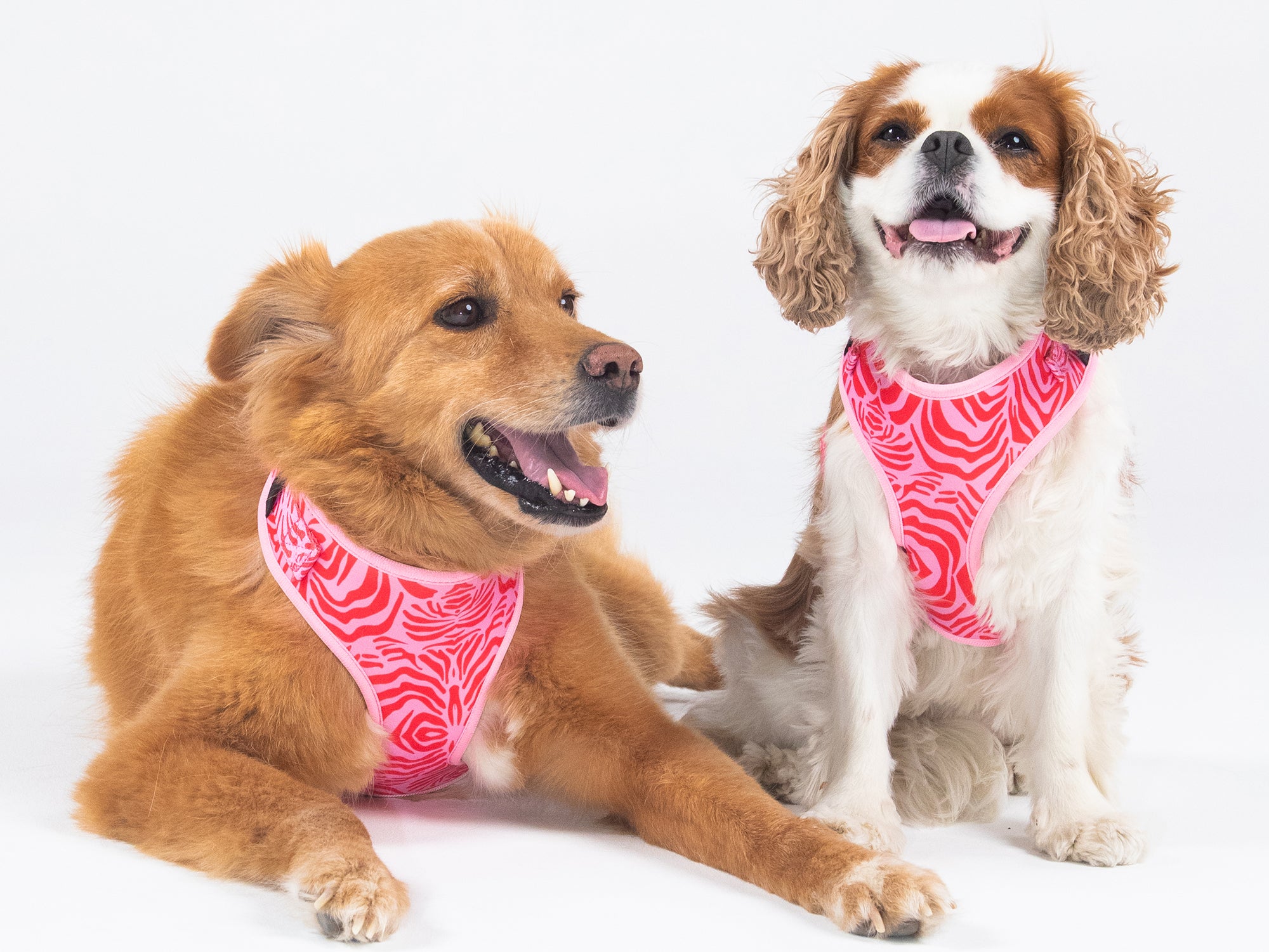 Harnais chien zebre rose
