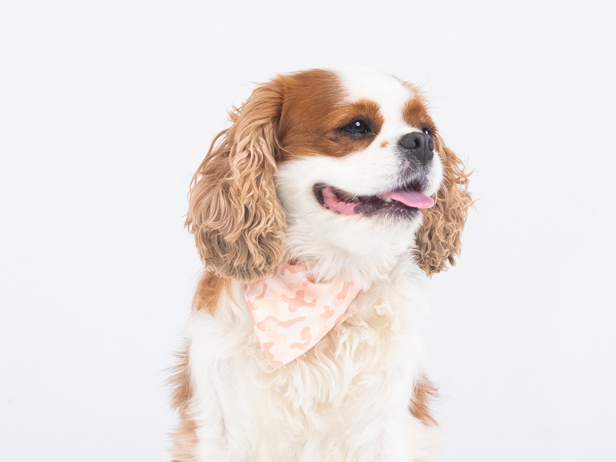 Bandana pour chien camouflage sable