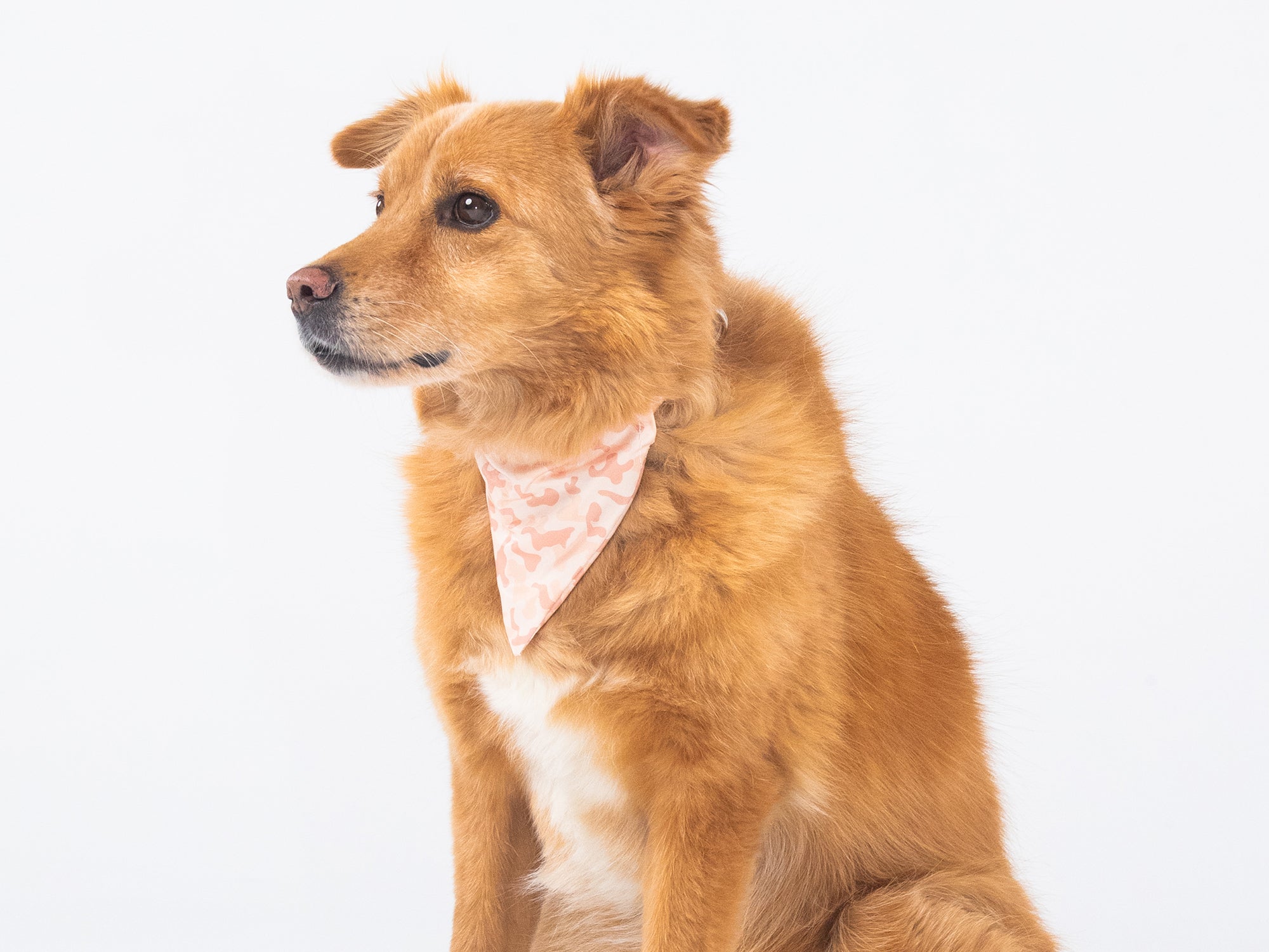 Bandana pour chien camouflage sable