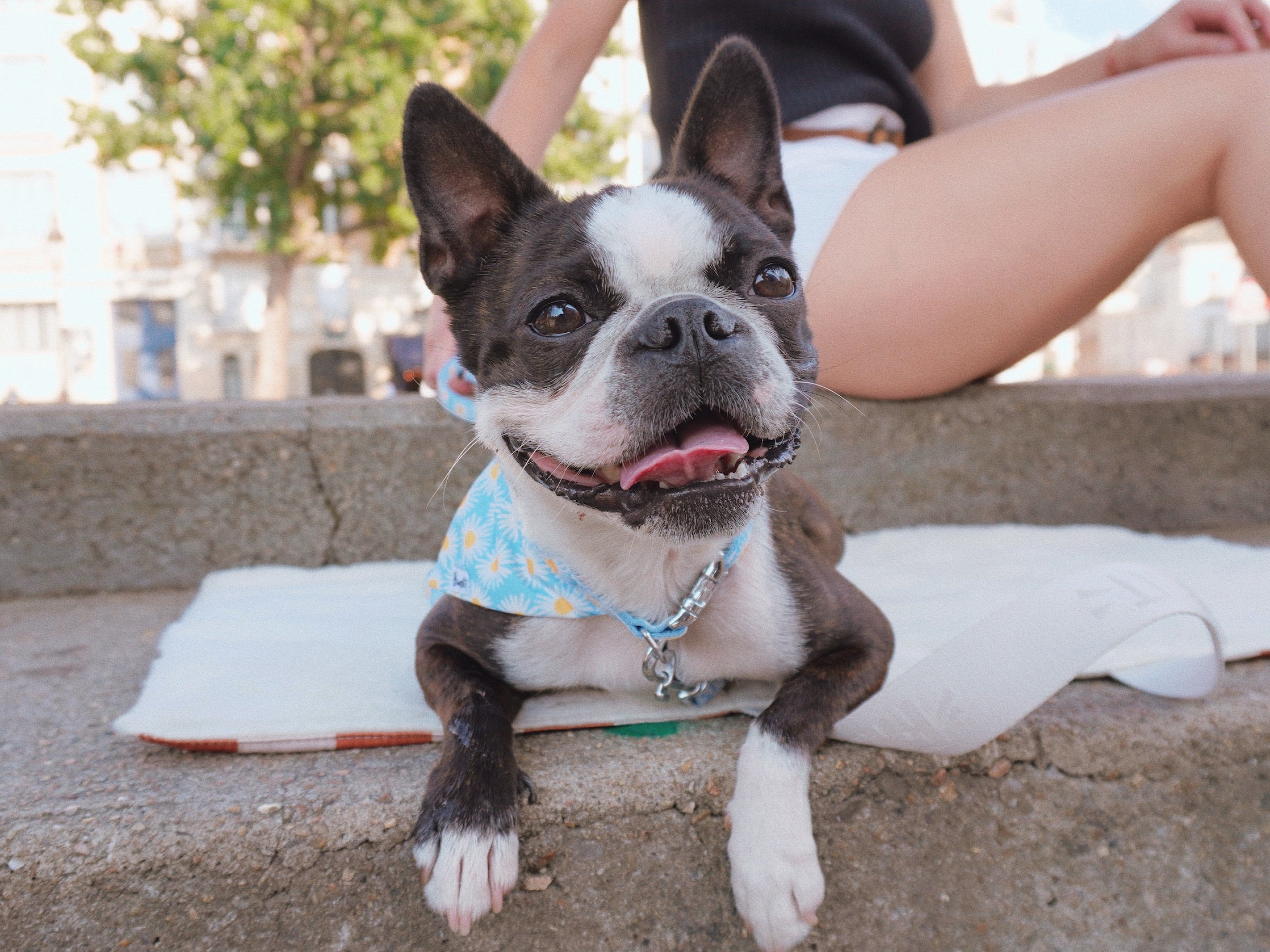 Tapis pour mini et petit chien