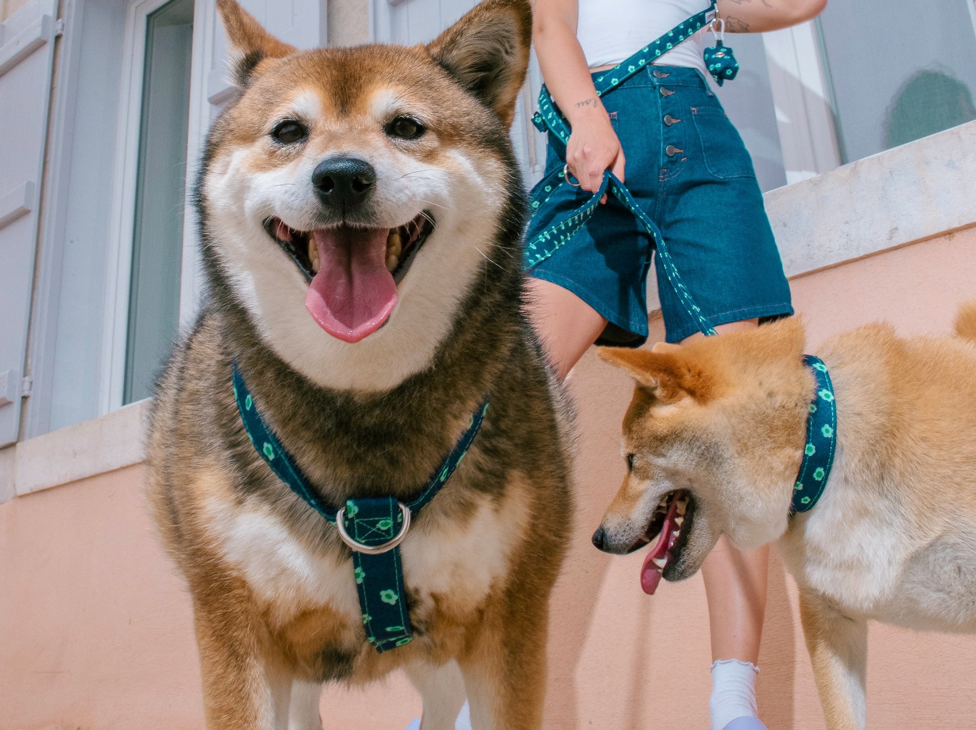 Harnais pour chien denim bleu brut à fleurs