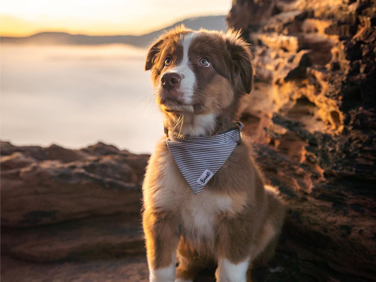 Pañuelo para perro con rayas azules y blancas