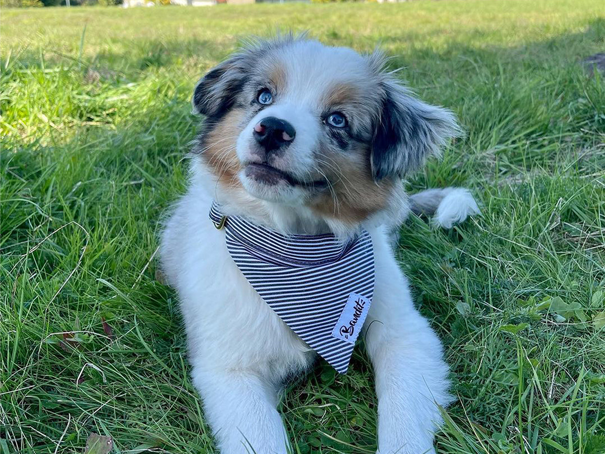 Bandana pour chien rayé bleu et blanc