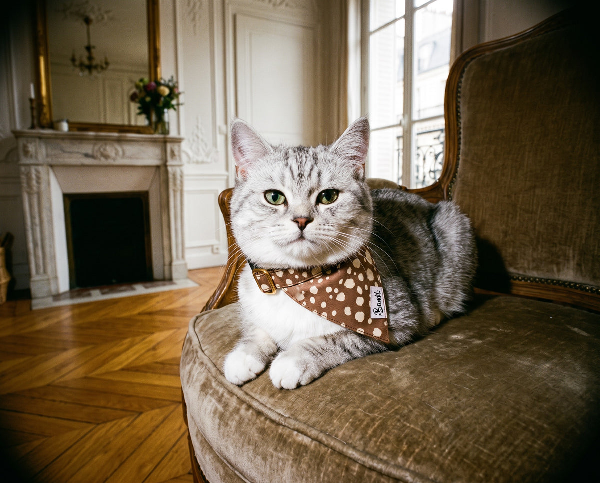 Bandana pour chat motif Faon (pois beige sur fond marron) French Bandit porté par un chat tigré dans un appartement parisien