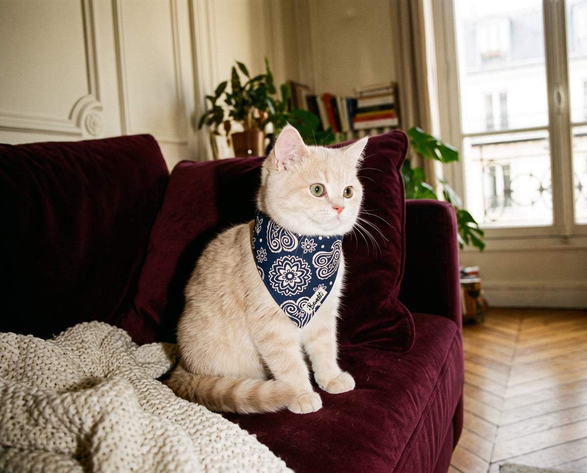 Bandana pour chat motif Minuit (paisley bleu marine) Essentiel French Bandit porté par un chat crème sur un canapé en velours