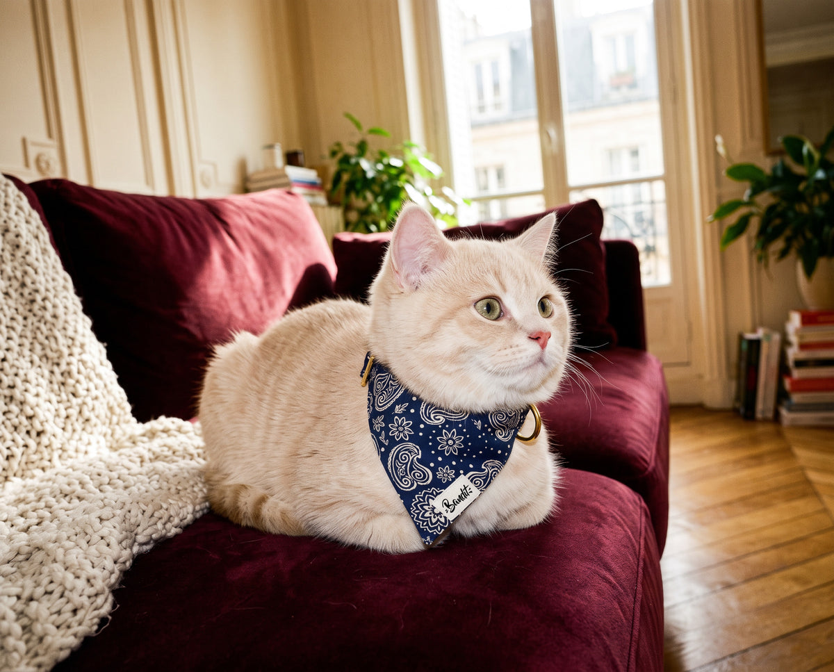 Bandana pour chat motif Minuit (paisley bleu marine) French Bandit porté par un chat crème sur un canapé en velours