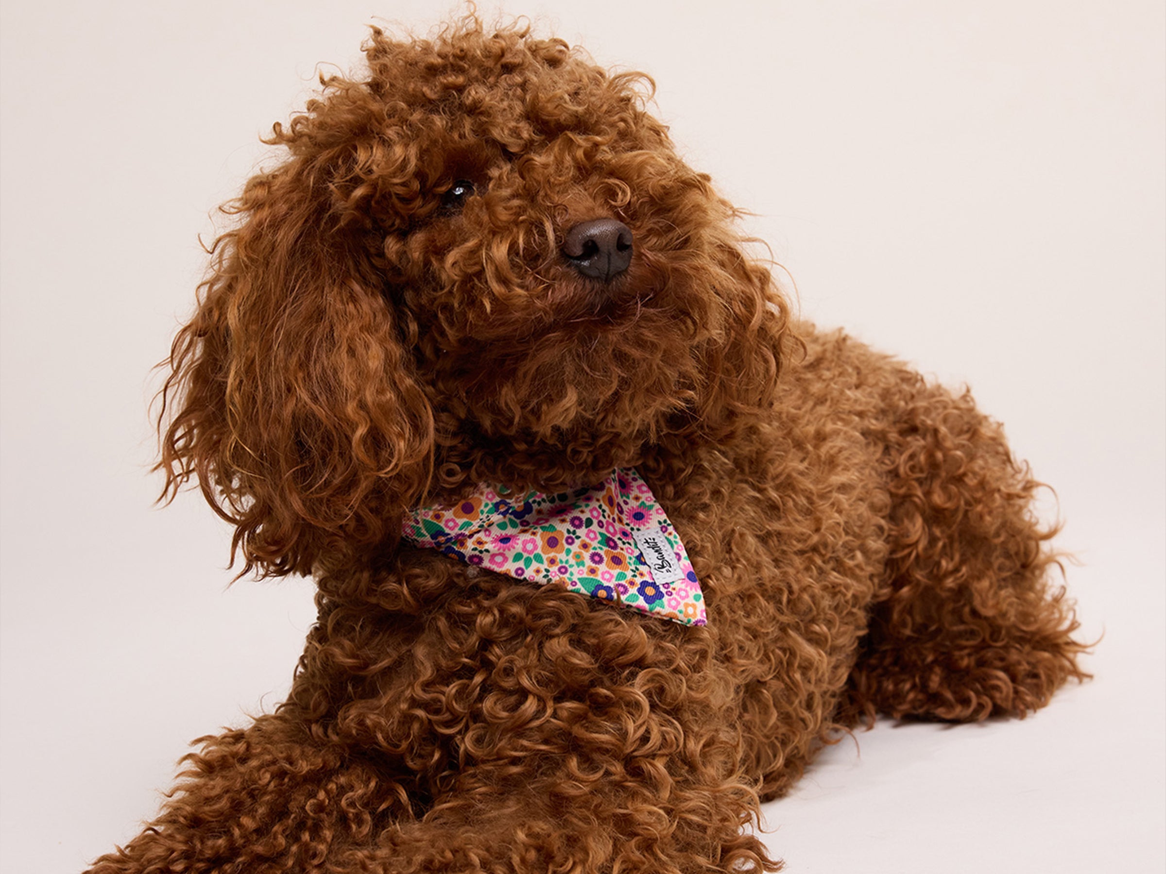 Bandana pour chien imprimé fleuri rose