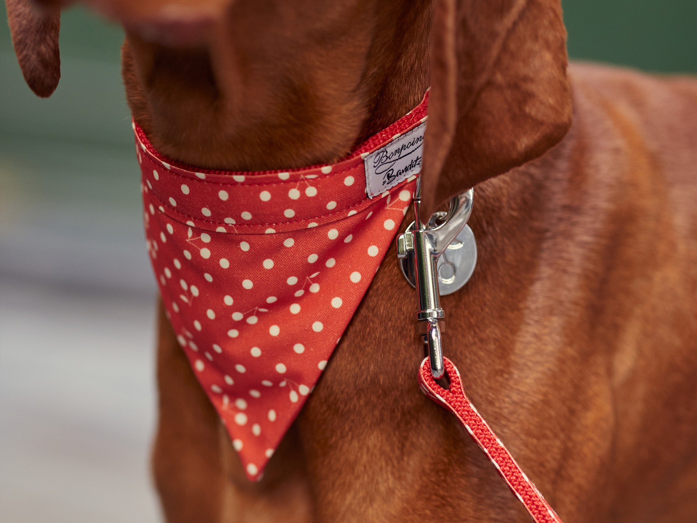 Bandana pour chien, rouge à pois