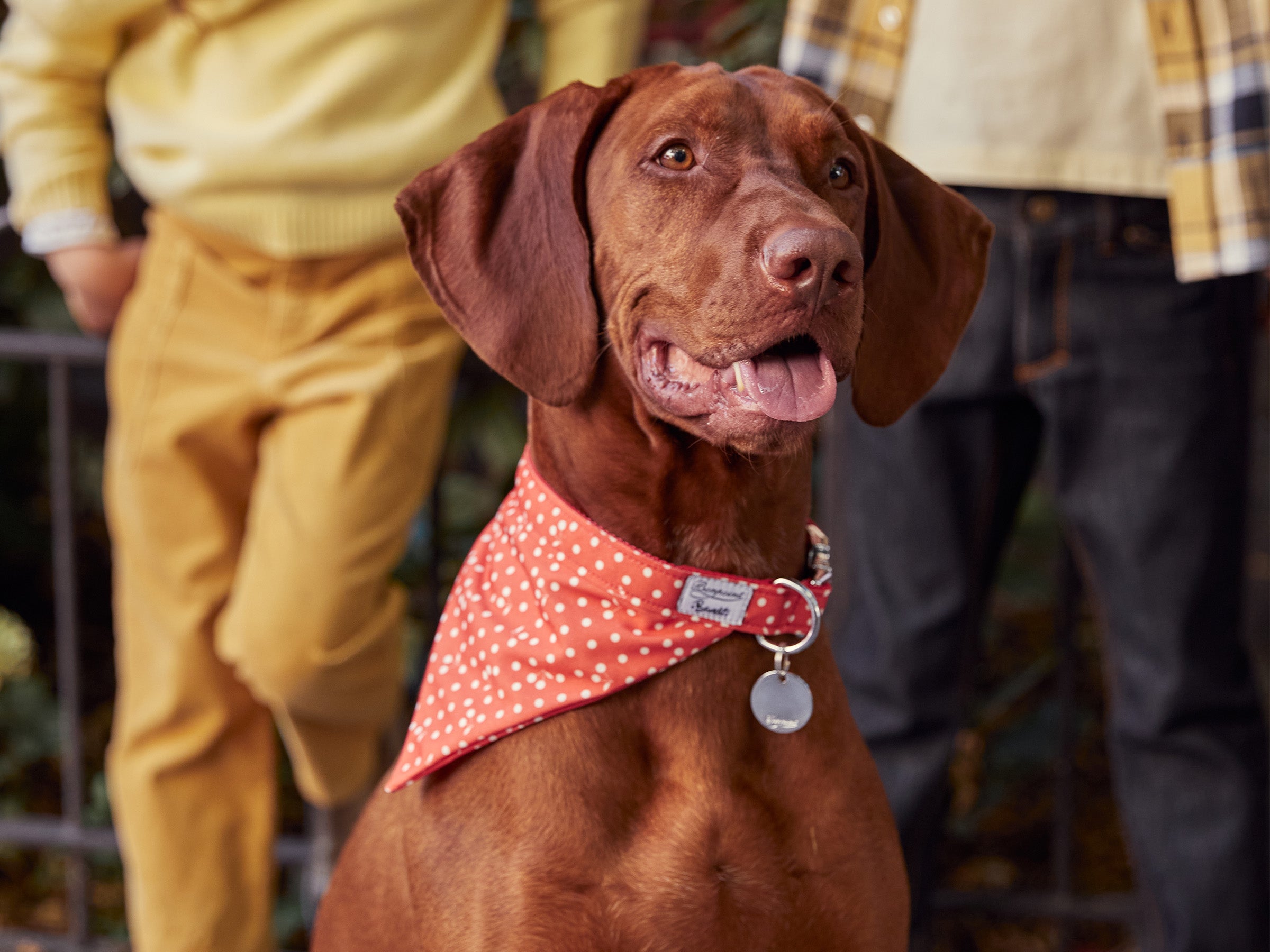 Bandana pour chien, rouge à pois
