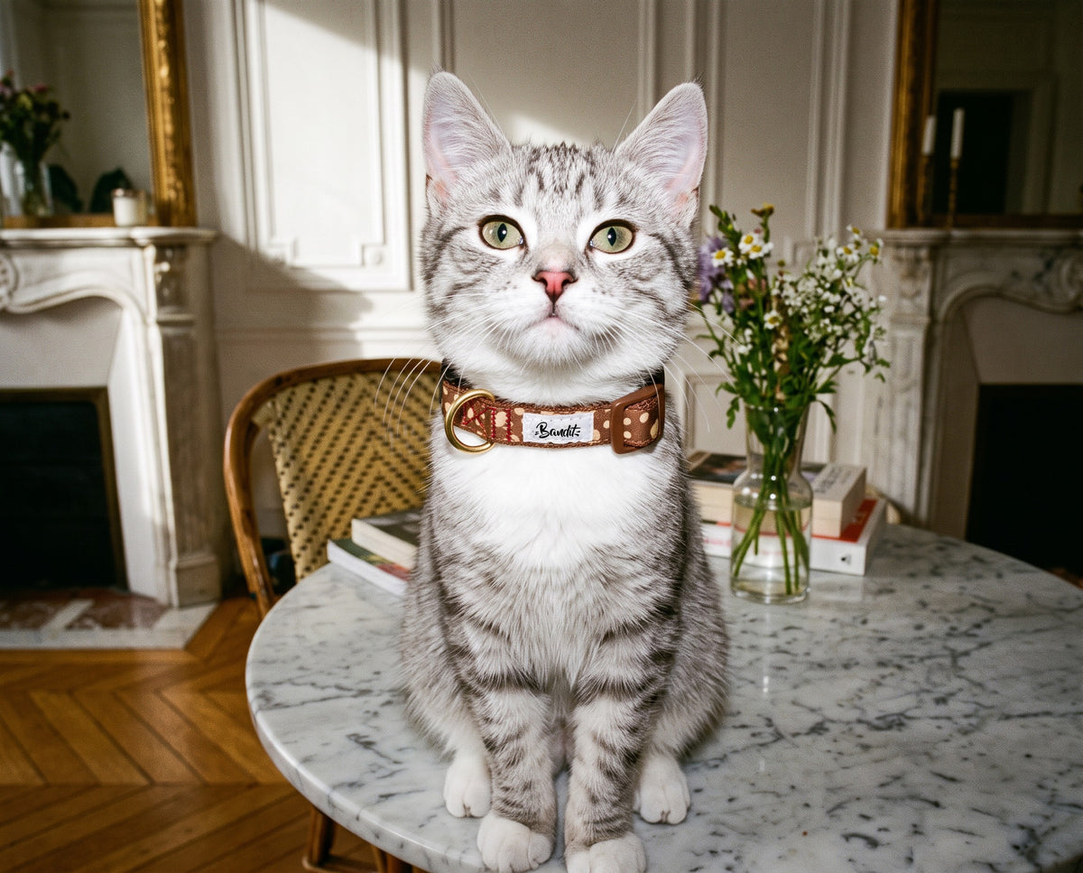 Collier pour chat motif Faon (pois beige sur fond marron) Essentiel French Bandit porté par un chat tigré dans un appartement parisien