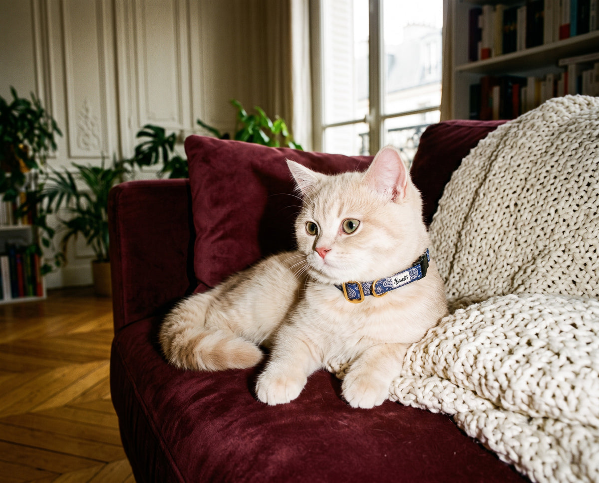 Collier pour chat motif Minuit (paisley bleu marine) French Bandit porté par un chat crème sur un canapé en velours