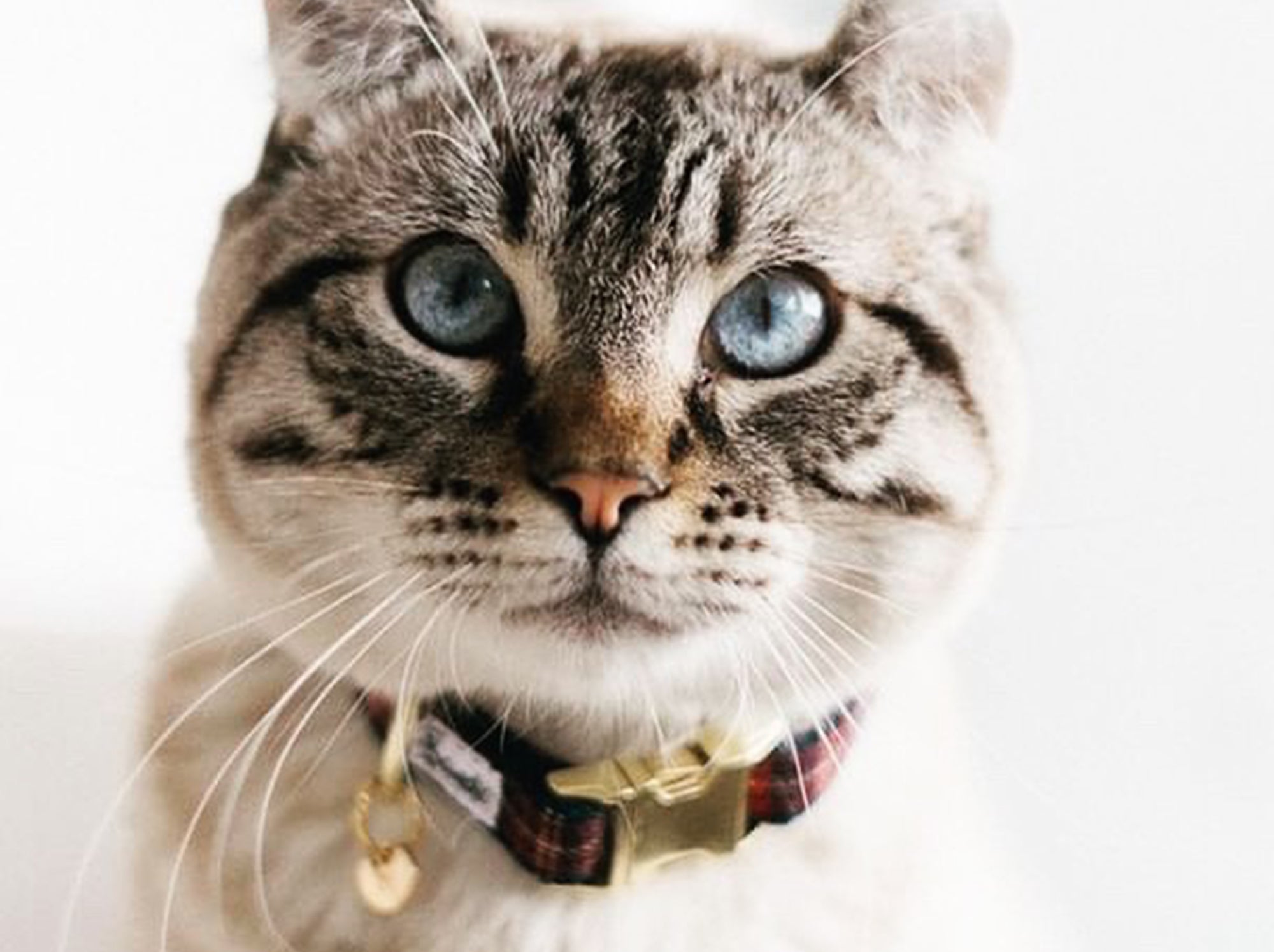 Collier pour chat tartan