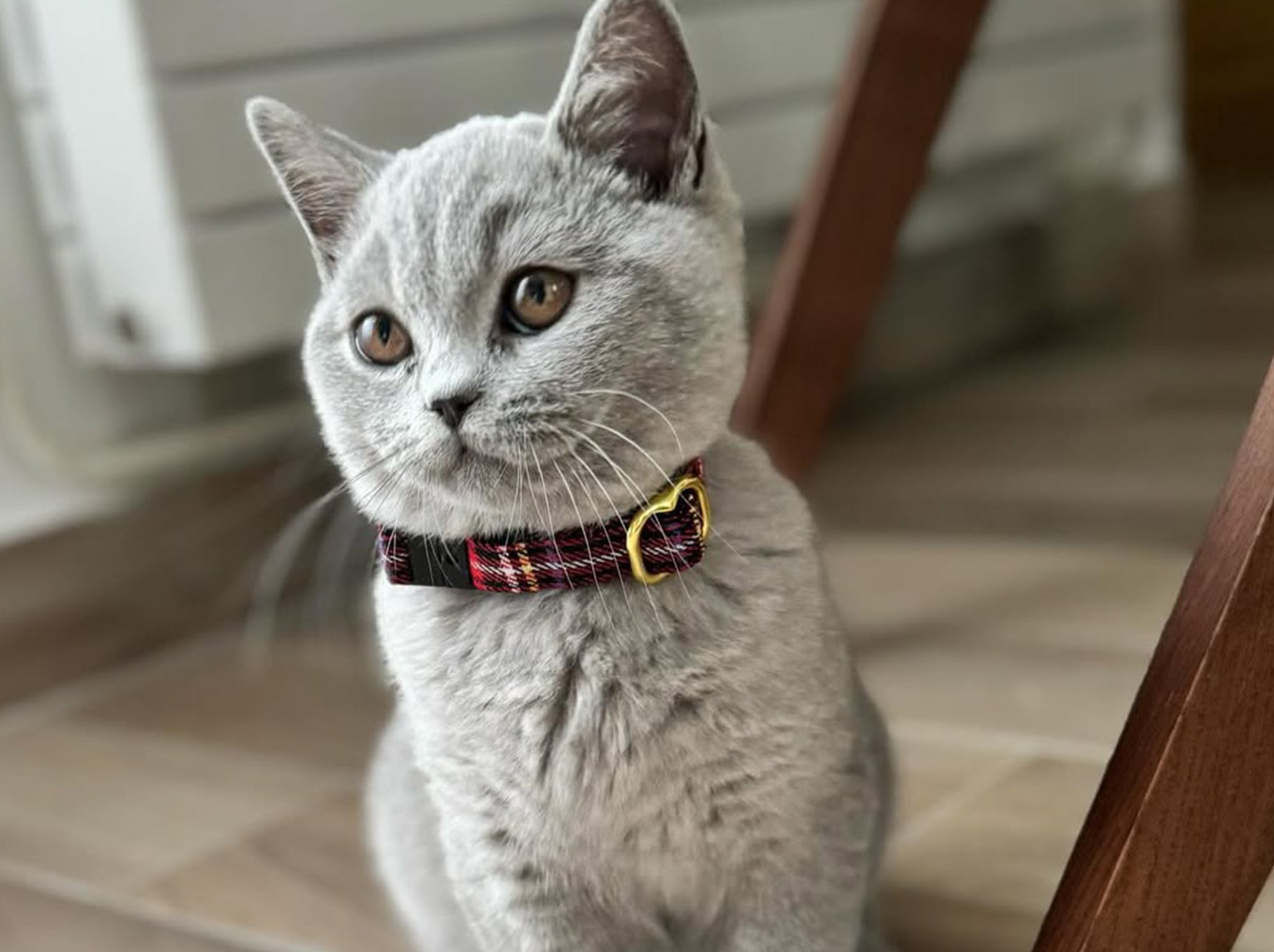 Collier pour chat tartan