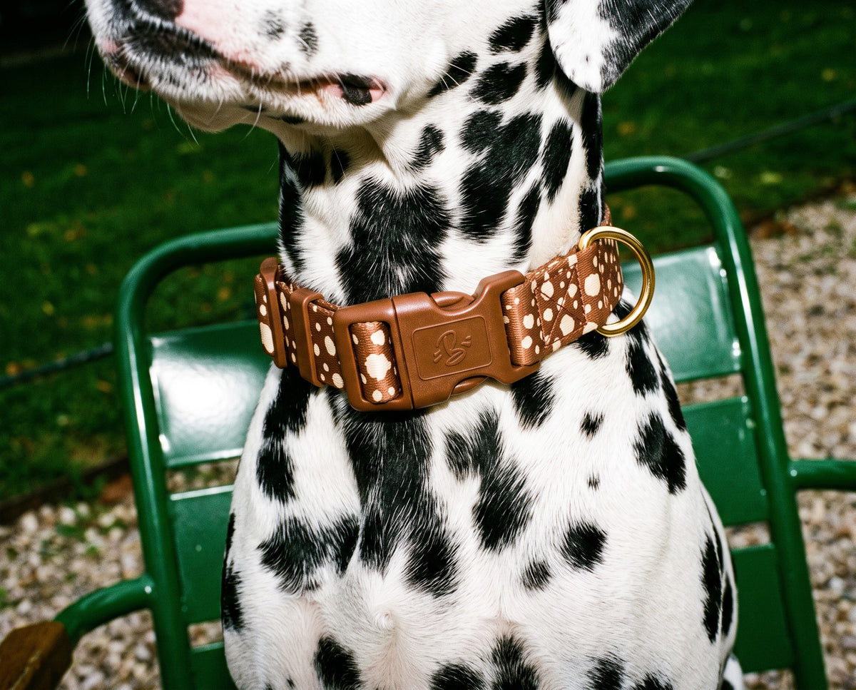 Collier pour chien motif Faon (pois beige sur fond marron) Essentiel French Bandit porté par un dalmatien dans un jardin parisien