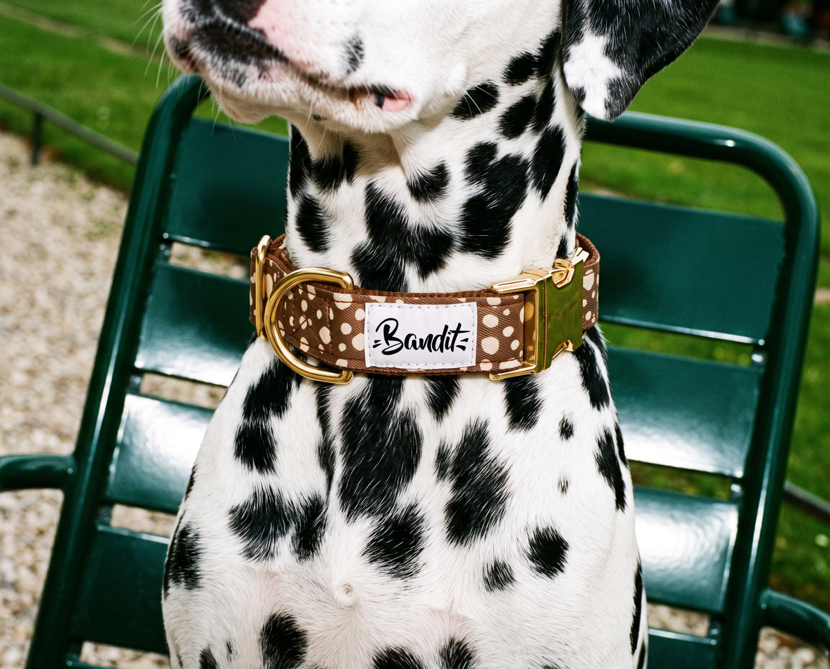 Collier pour chien motif Faon (pois beige sur fond marron) French Bandit porté par un dalmatien dans un jardin parisien
