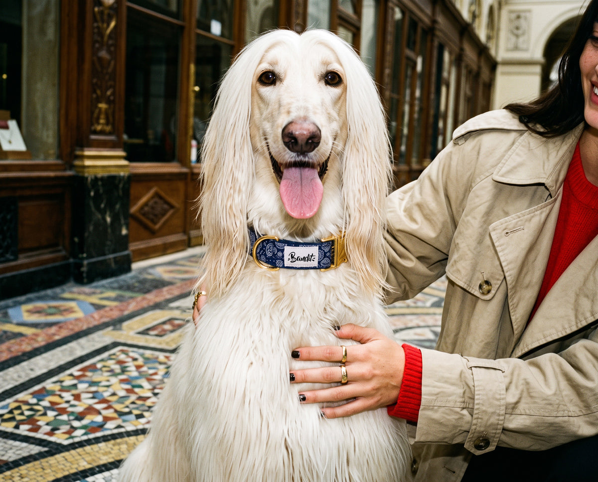 Collier pour chien motif Minuit (paisley bleu marine) French Bandit porté par un lévrier afghan à Paris