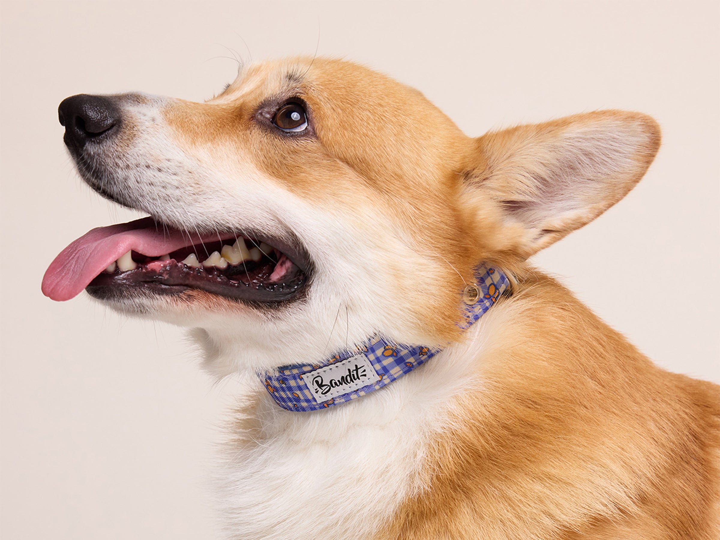 Collier pour chien imprimé vichy bleu