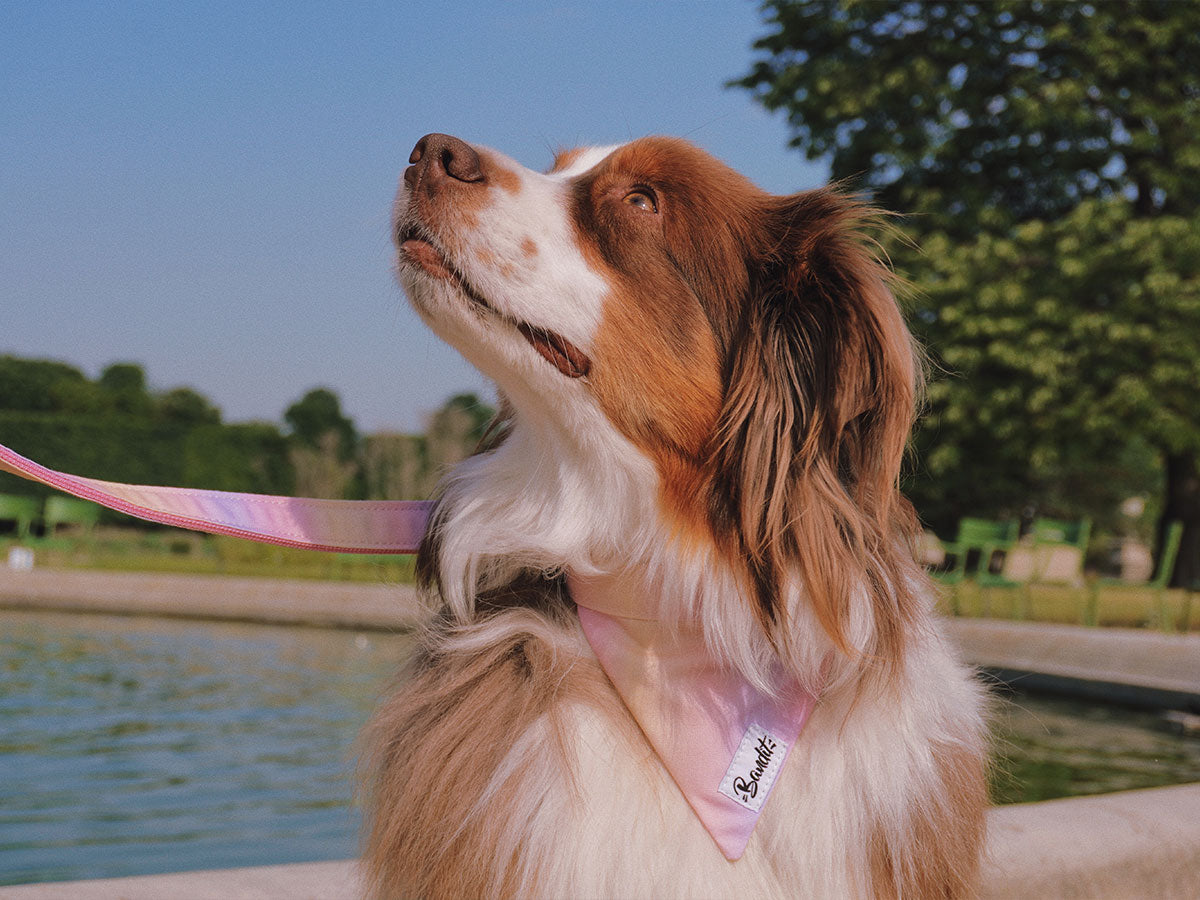 Bandana pour chien à imprimé dégradé
