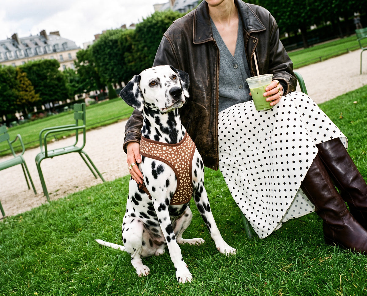 Harnais pour chien motif Faon (pois beige sur fond marron) Essentiel French Bandit porté par un dalmatien dans un jardin parisien
