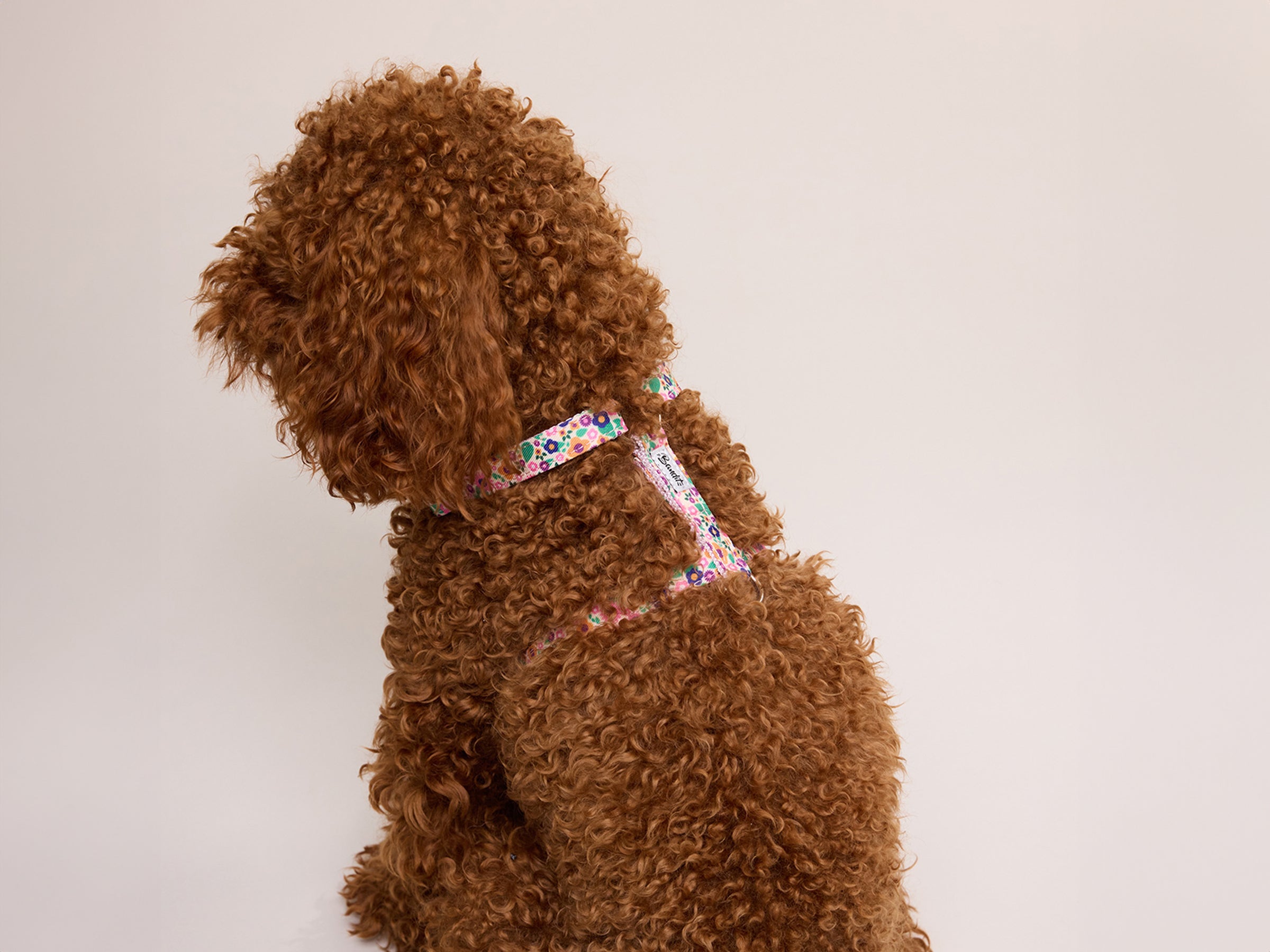 Harnais pour chien imprimé fleuri rose
