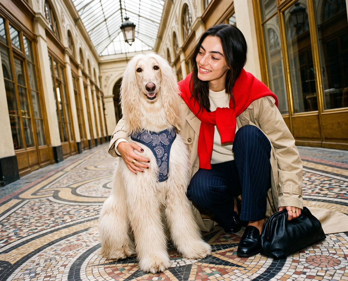 Harnais pour chien motif Minuit (paisley bleu marine) Essentiel French Bandit porté par un lévrier afghan à Paris