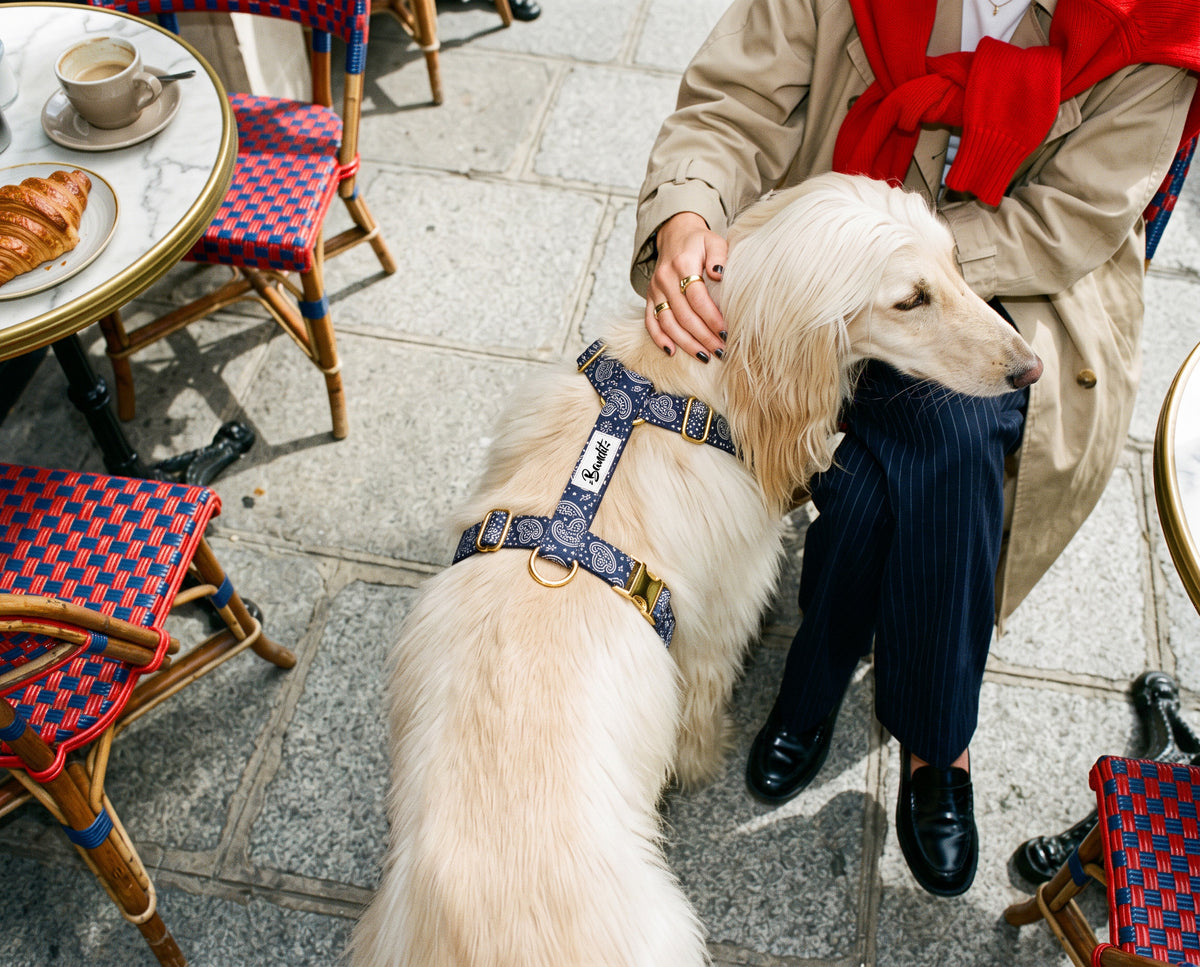 Harnais pour chien motif Minuit (paisley bleu marine) French Bandit porté par un lévrier afghan à Paris