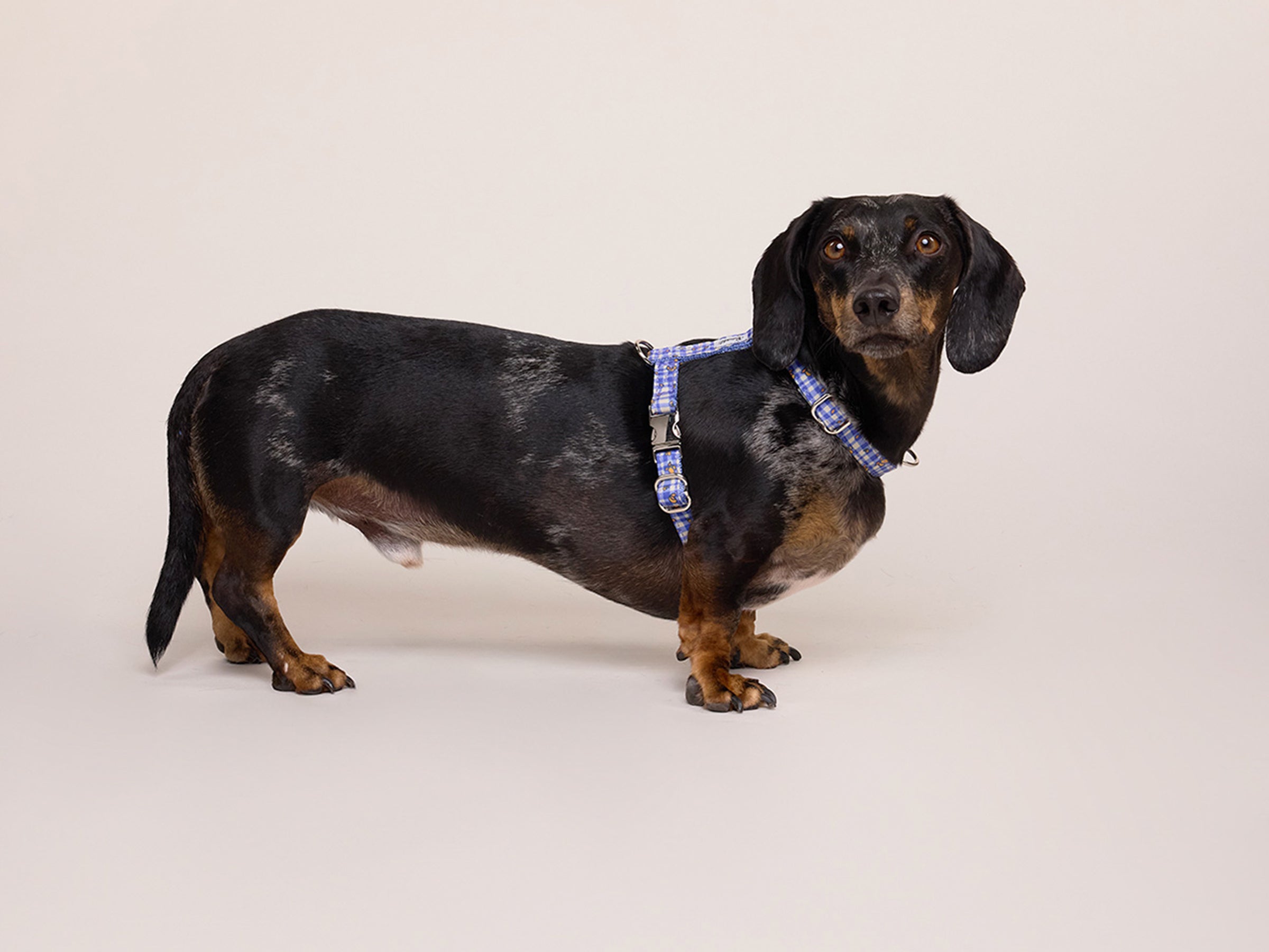 Harnais pour chien imprimé vichy bleu