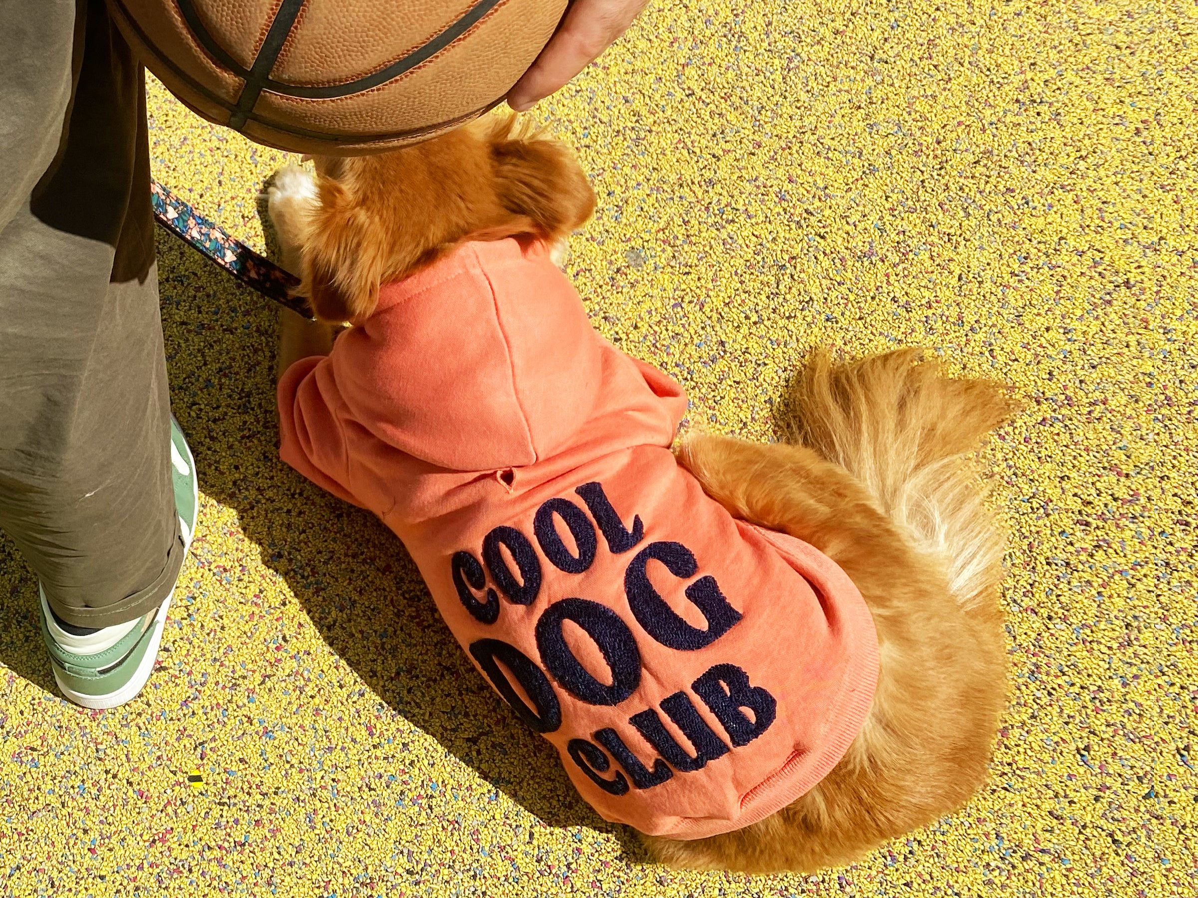 Hoodies à capuche pour chien