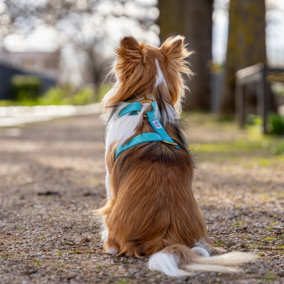 Harnais pour chien à paillettes