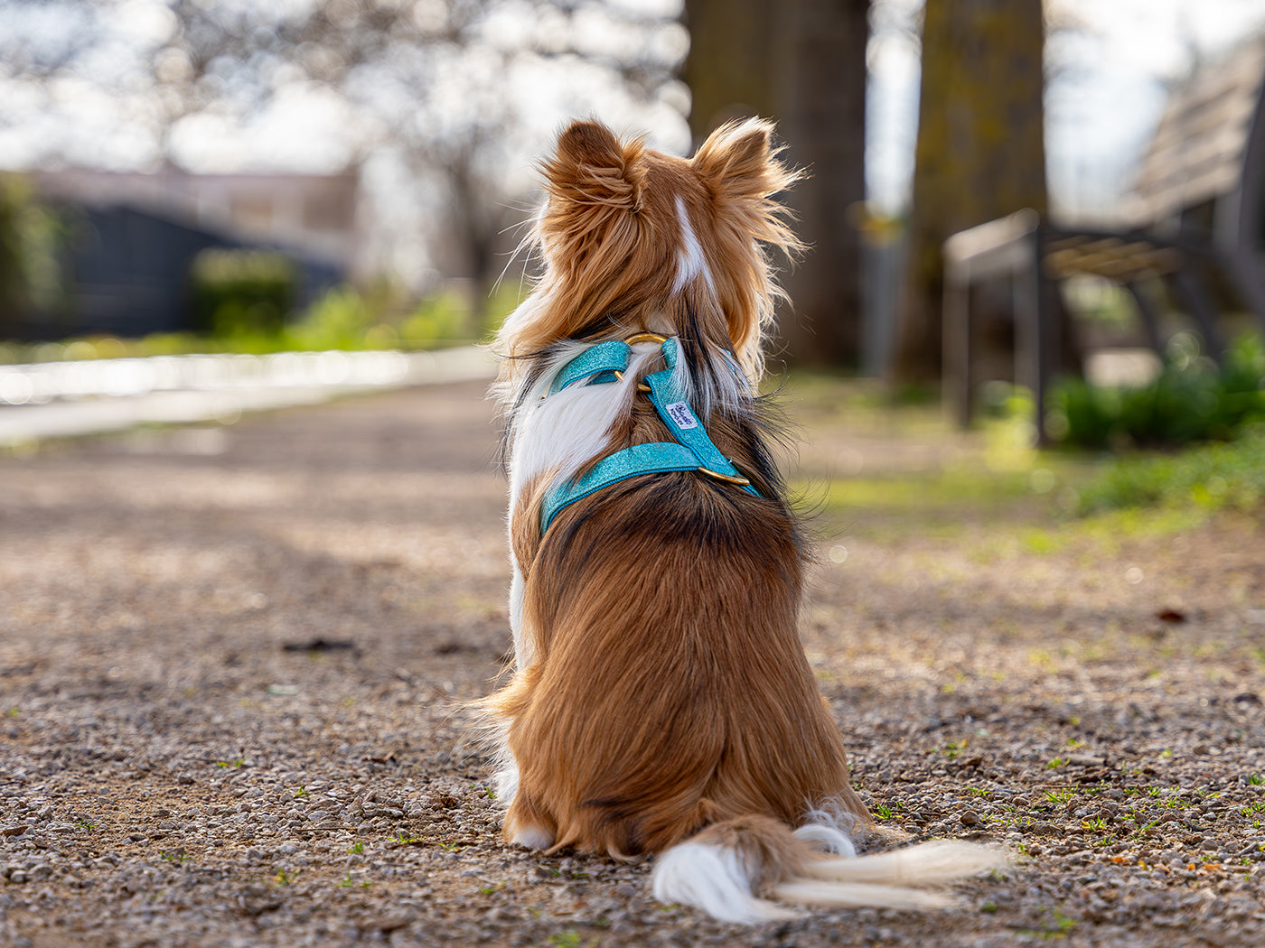 Harnais pour chien à paillettes