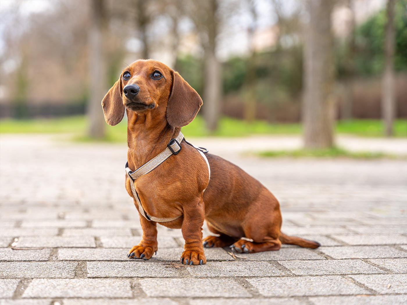 Harnais pour chien à paillettes