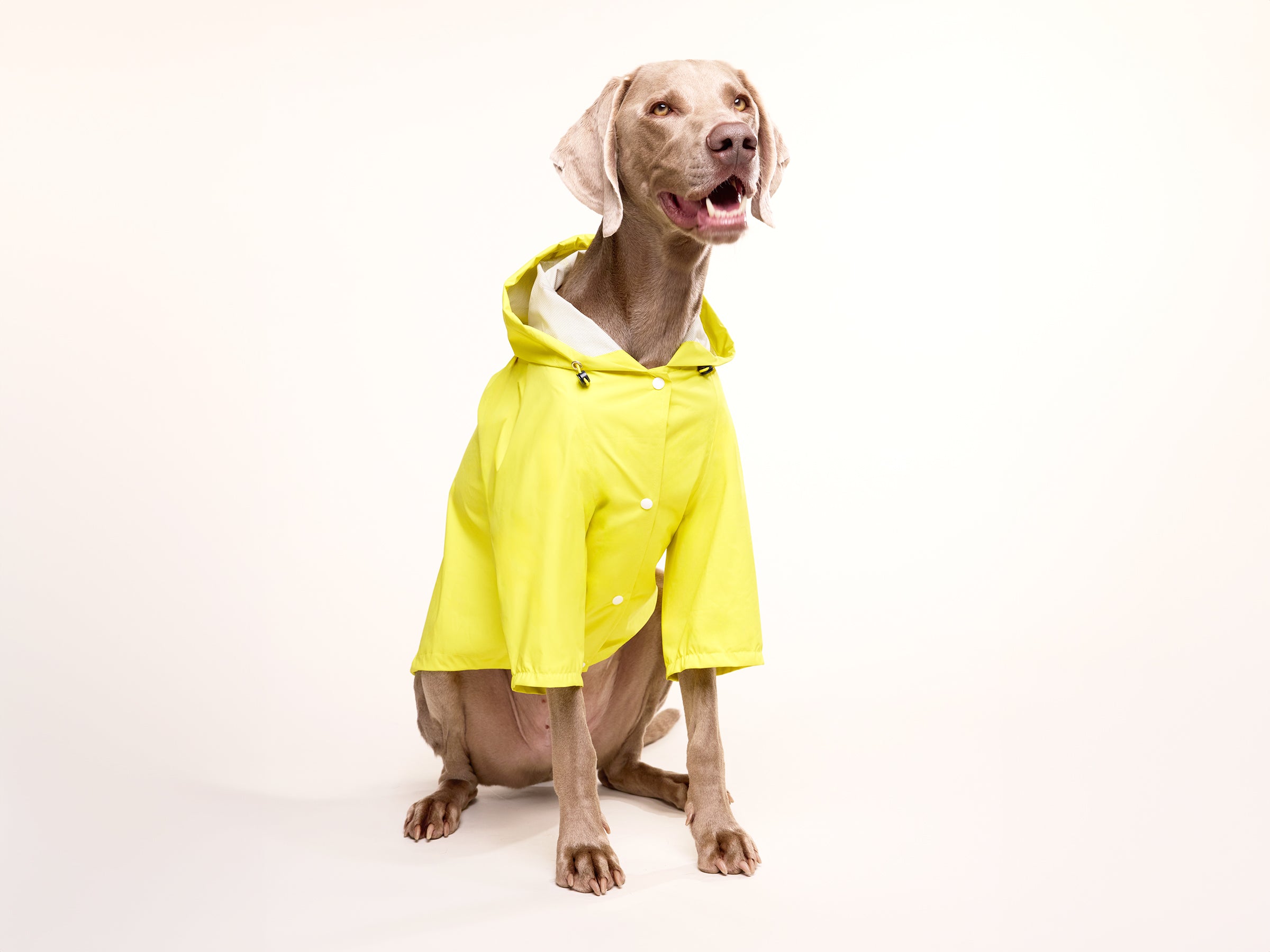 Imperméable pour chien jaune