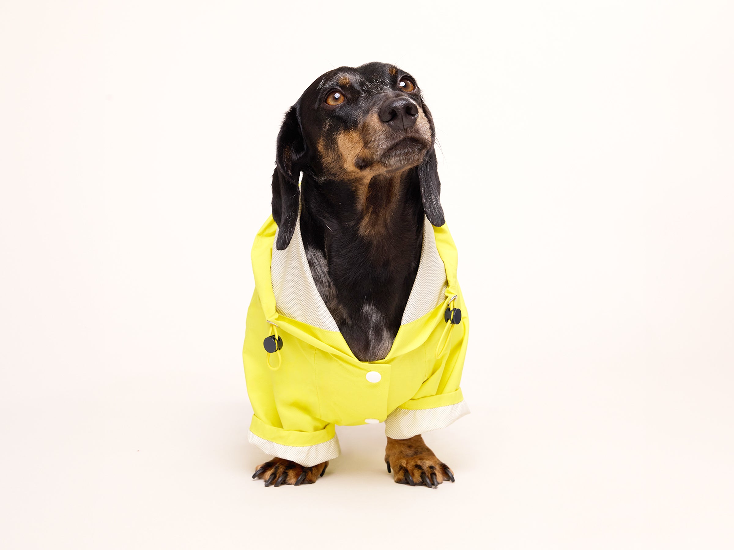 Imperméable pour chien jaune