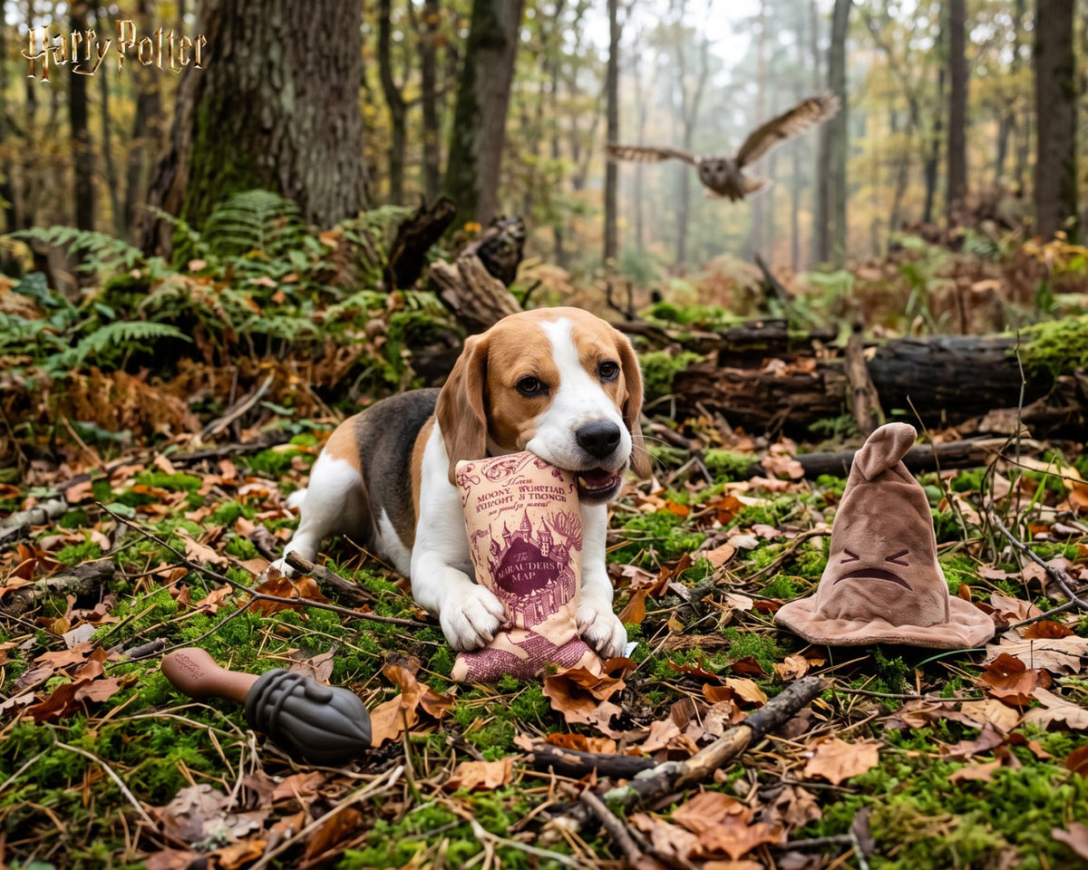 Beagle jouant avec le jouet pour chien Carte du Maraudeur Harry Potter en forêt