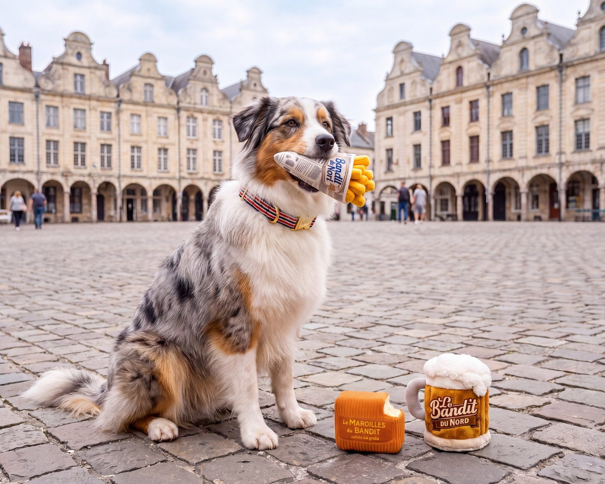 Berger australien tenant le jouet cornet de frites en peluche French Bandit à Lille
