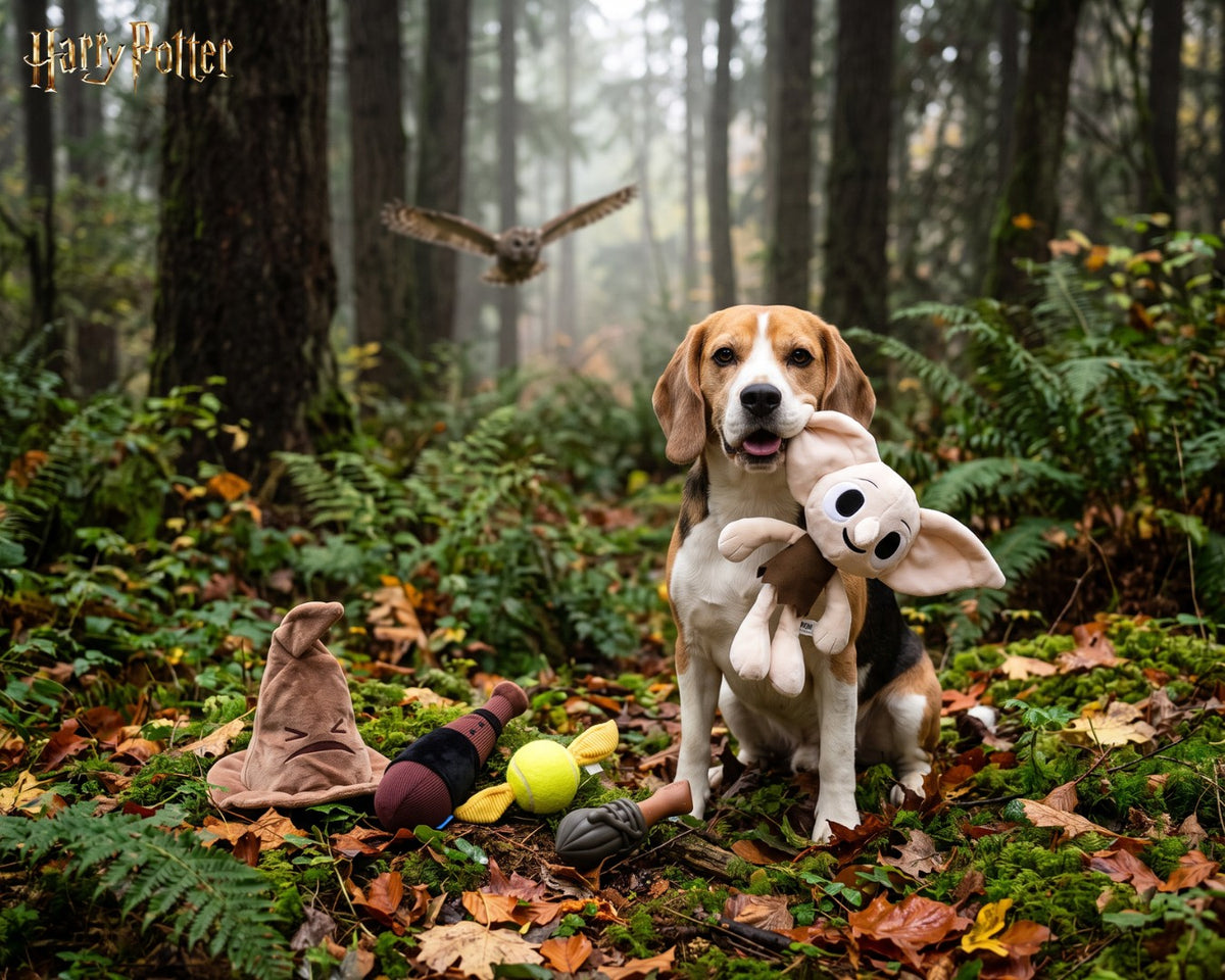 Beagle tenant le jouet pour chien Dobby Harry Potter en forêt