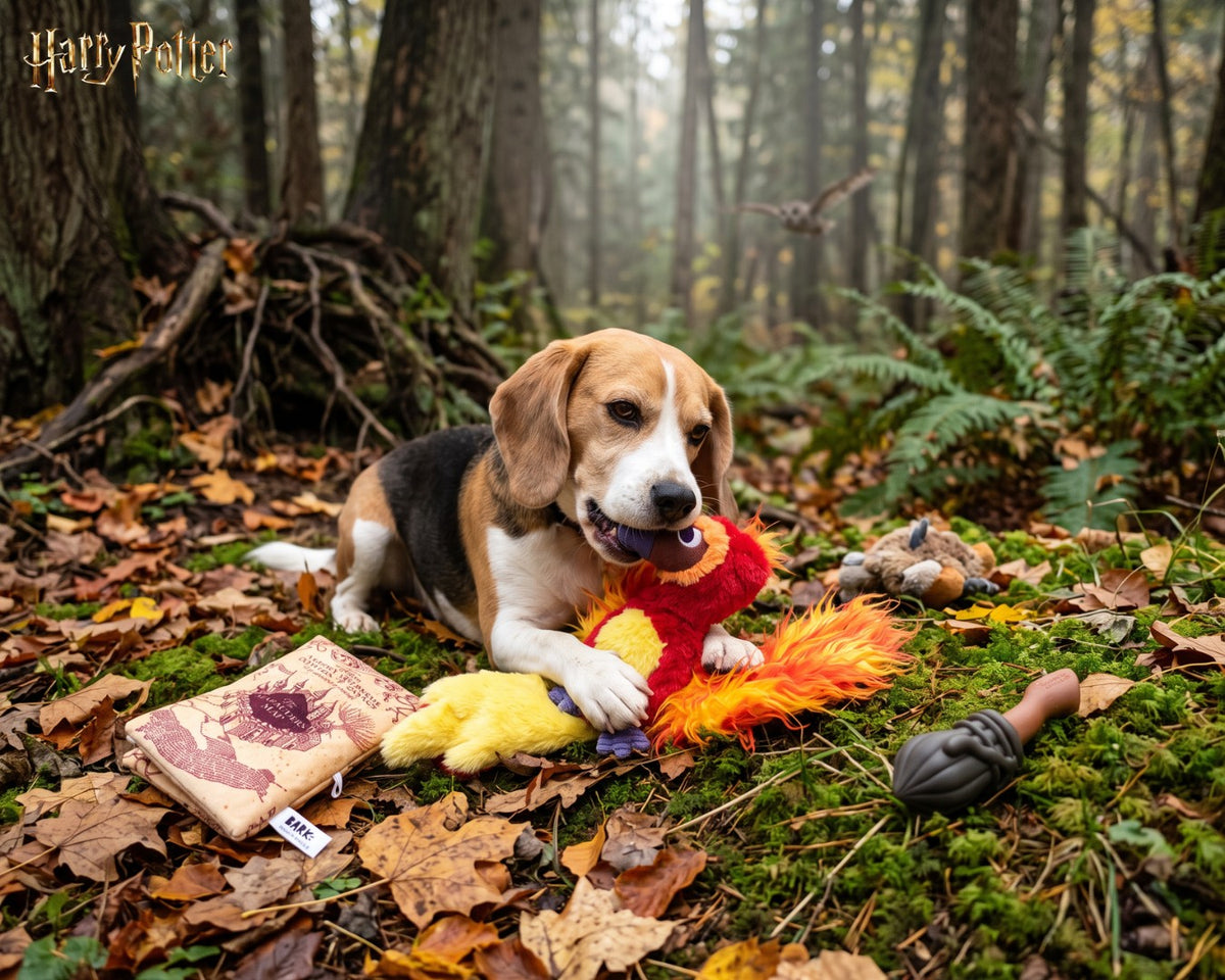 Beagle jouant avec la peluche Fumseck Harry Potter dans les feuilles