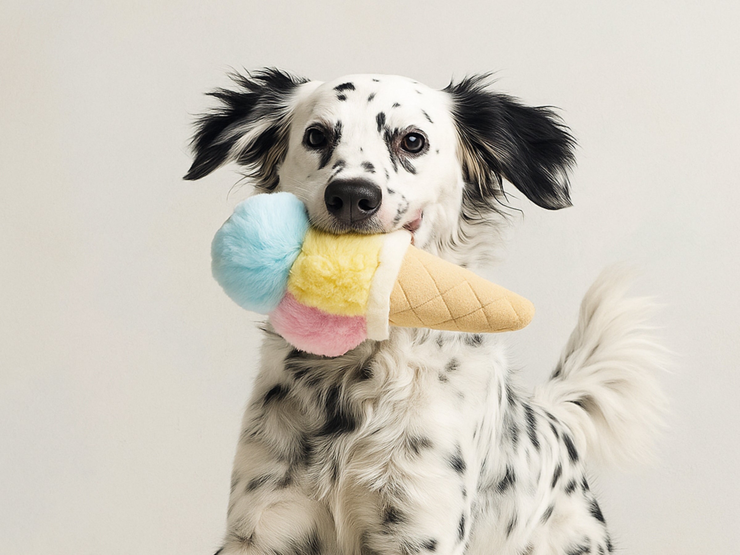 Jouet Glace pour chien