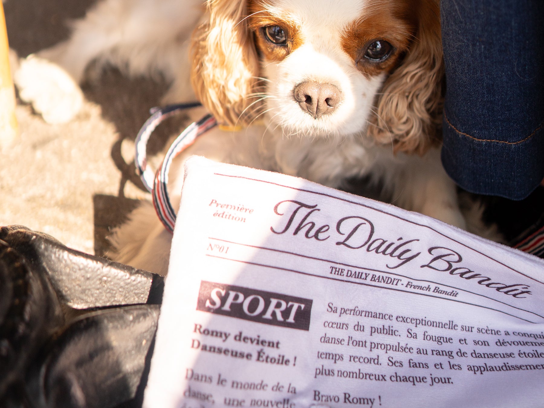 Jouet pour chien en forme journal