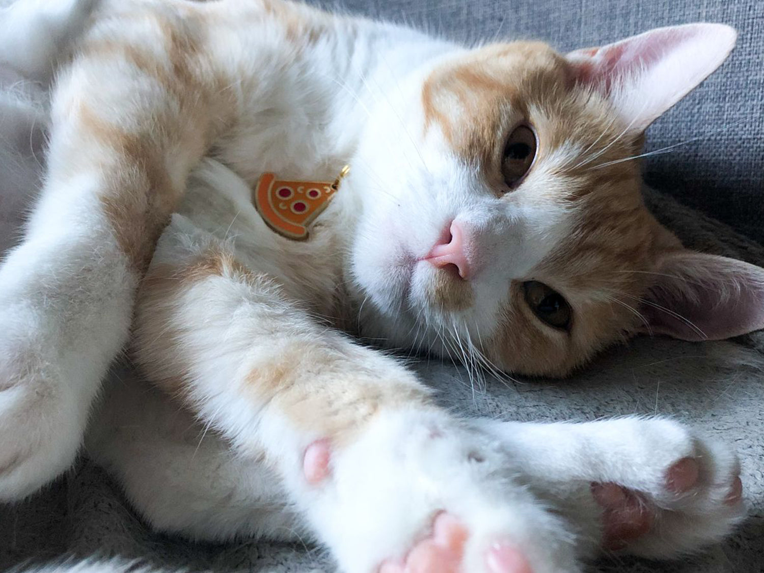 Médaille pizza pour chat