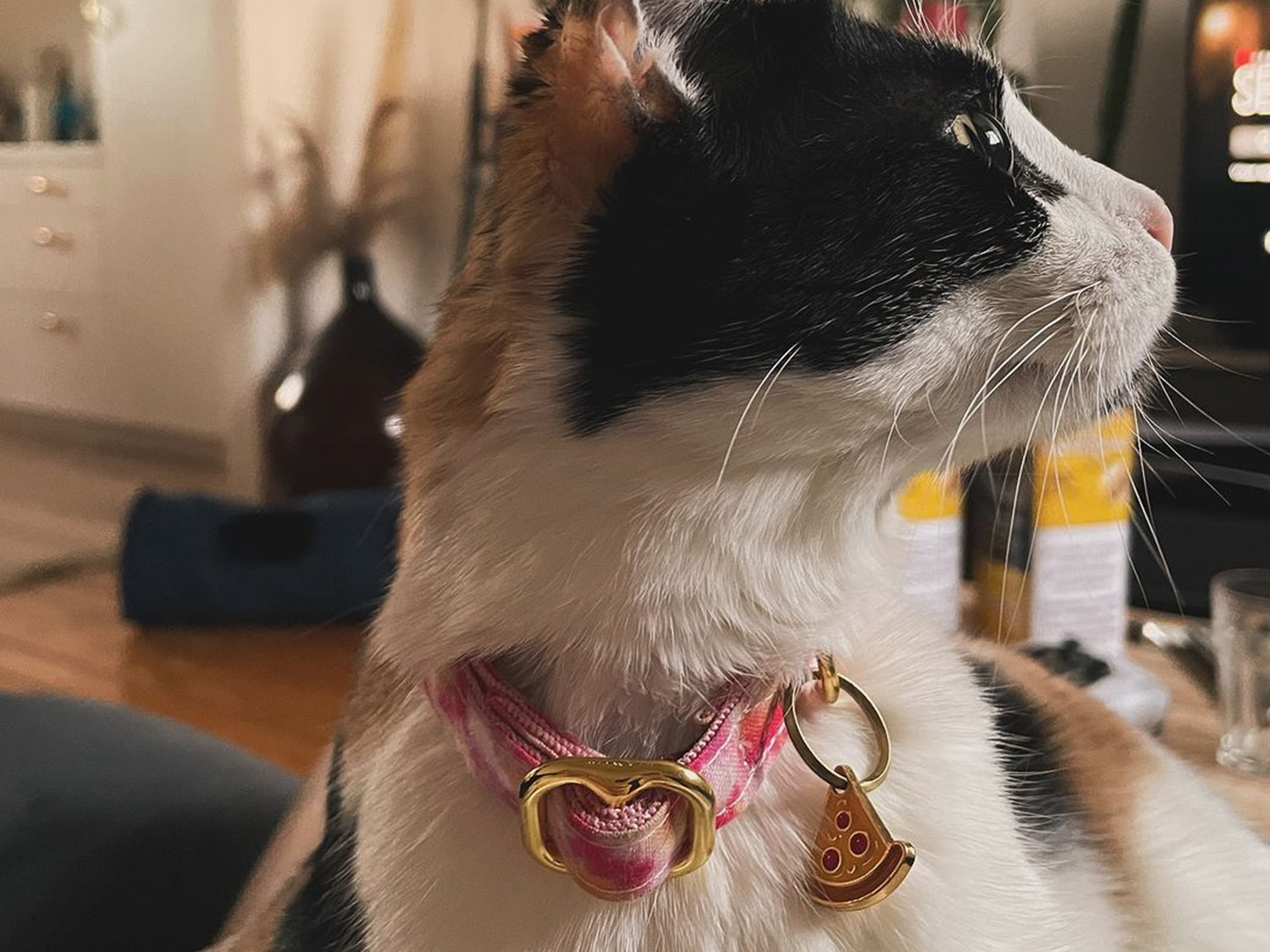 Médaille pizza pour chat