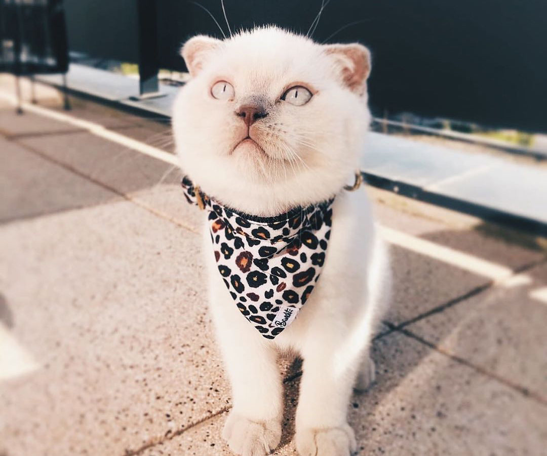 Bandana pour chat motif léopard